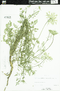 Daucus carota image
