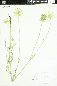 Daucus carota image