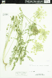 Daucus carota image