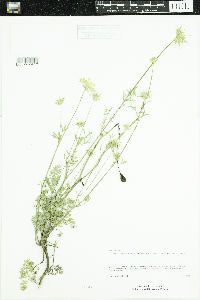 Daucus carota image