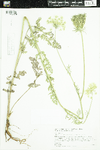 Daucus carota image