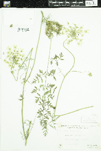 Daucus carota image