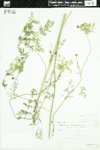 Daucus carota image
