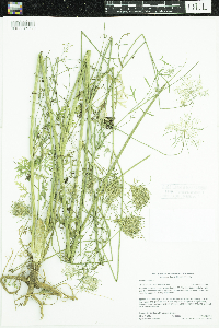 Daucus carota image