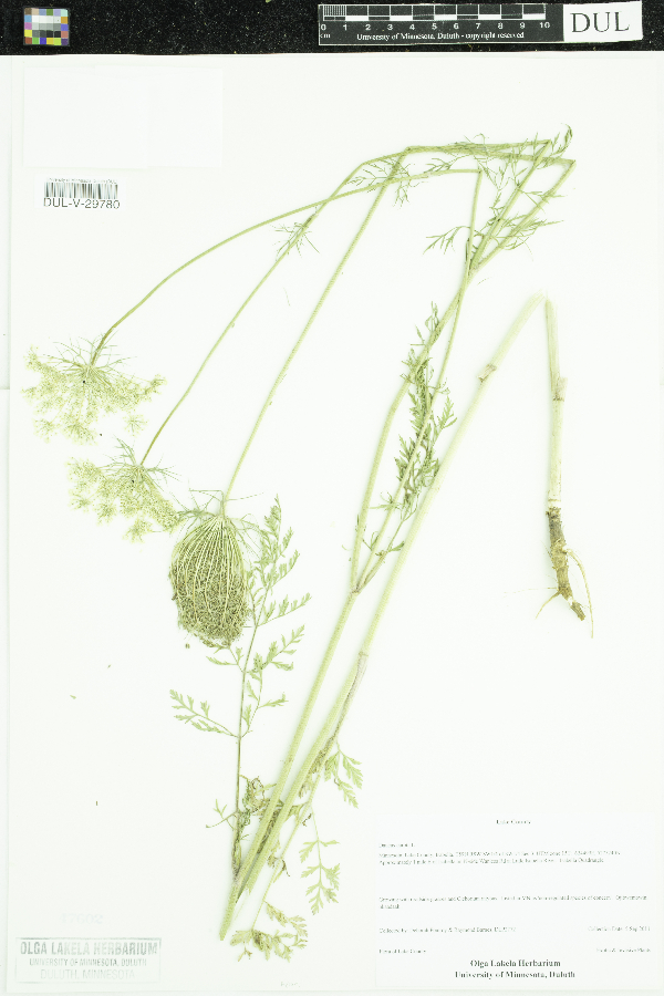 Daucus carota image