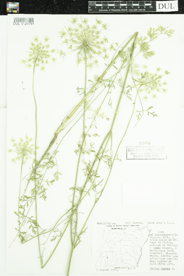 Daucus carota image