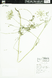 Daucus carota image