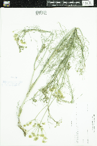 Media resource of Foeniculum vulgare