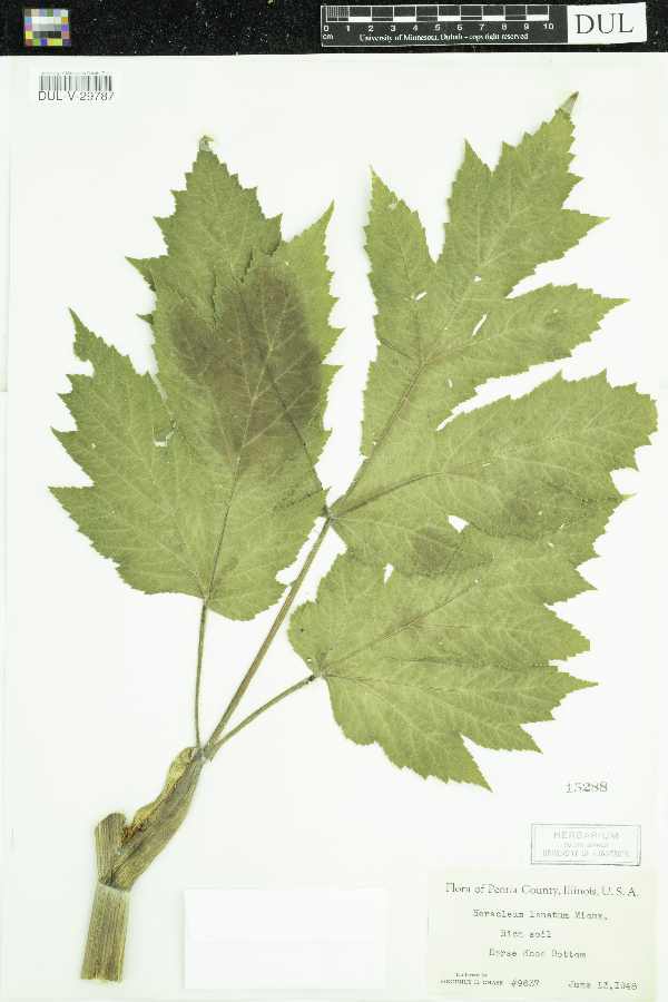 Heracleum image