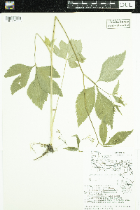 Cryptotaenia canadensis image
