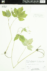 Cryptotaenia canadensis image