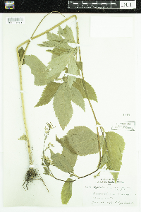 Cryptotaenia canadensis image