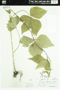 Cryptotaenia canadensis image