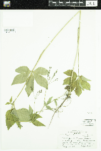 Cryptotaenia canadensis image