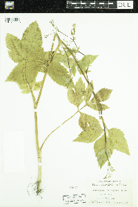 Cryptotaenia canadensis image