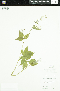 Cryptotaenia canadensis image