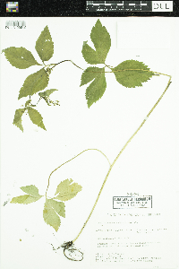 Cryptotaenia canadensis image