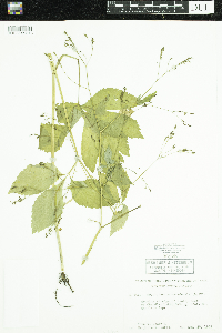 Cryptotaenia canadensis image