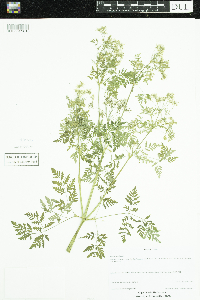 Conium maculatum image