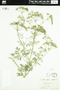 Conium maculatum image