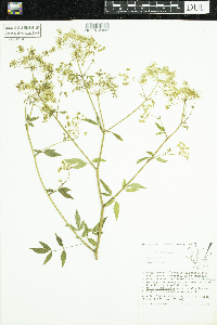 Cicuta maculata image