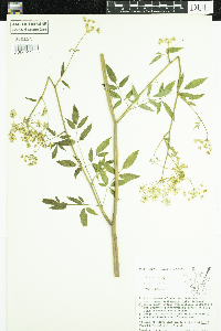 Cicuta maculata image