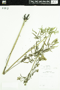 Cicuta maculata image