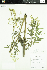 Cicuta maculata image