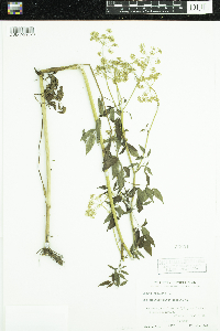 Cicuta maculata image
