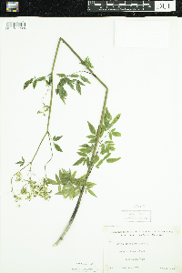 Cicuta maculata image