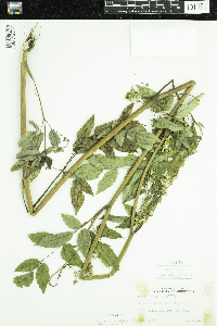 Cicuta maculata image