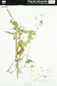 Cicuta maculata image