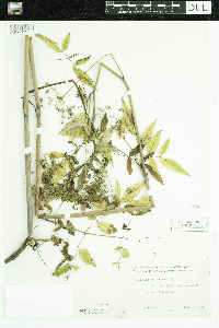 Cicuta maculata image