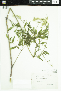 Cicuta maculata image