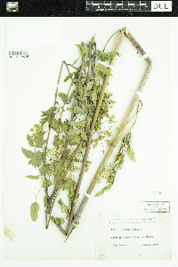 Cicuta maculata image