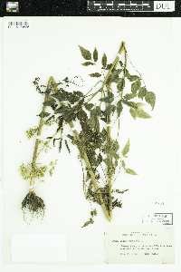 Cicuta maculata image