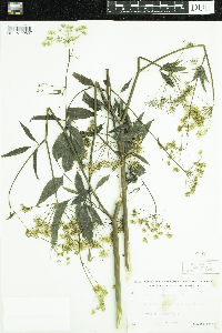 Cicuta maculata image