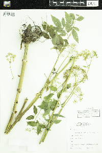 Cicuta maculata image