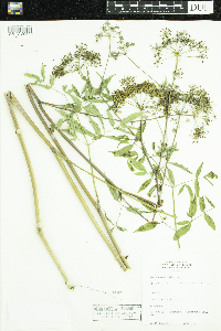 Cicuta maculata image