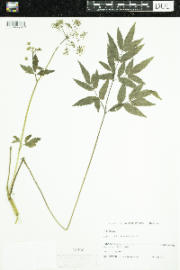 Cicuta maculata image
