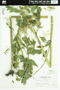 Cicuta maculata image