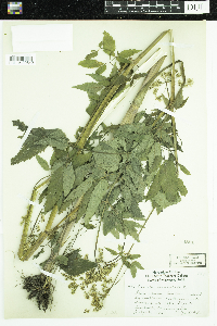 Cicuta maculata image