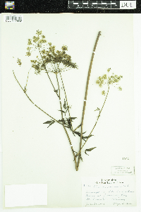 Cicuta maculata image