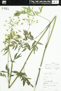 Cicuta maculata image