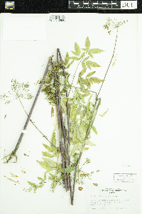 Cicuta maculata image