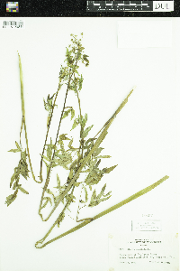 Cicuta maculata image