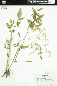Cicuta maculata image
