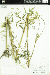 Bulbostylis capillaris image