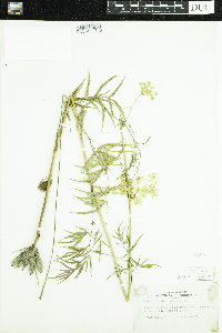 Cicuta maculata image