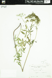 Cicuta maculata image